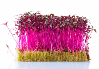 Микрозелень амаранта XXL фото 2